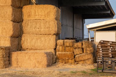 Parma, Reggio-Emilia, İtalya 'daki parmesan peyniri çiftliğindeki inekler için saman yığınları kış için hazırlanıyor.