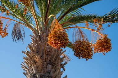 Hurma ağacının tomurcukları sarkmış salkımlarla doludur.