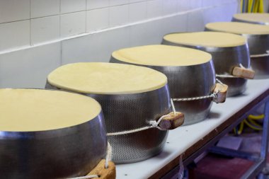 Parma, İtalya 'da küçük bir peynir çiftliğinde parmegiano parmesan parmesan peyniri yapma süreci. Tuz odasında peynir tekerlekleri olan paslanmaz çelik tokalar.