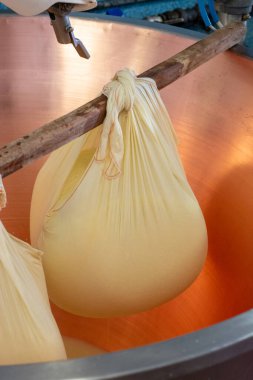 Parma, Reggio-Emilia, İtalya 'daki küçük bir peynir çiftliğinde parmesanlı parmesan peynirinin inek sütlü tekerleklerinden yapılan geleneksel bir işlem.