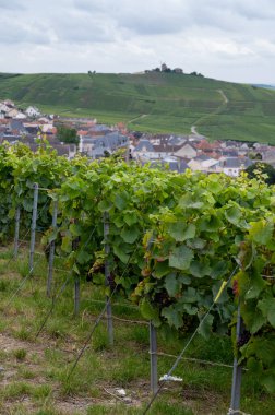 Deniz feneri manzarası ve yeşil pinot noir Grand cru üzüm bağları Montagne de Reims yakınlarındaki ünlü şampanya evleri, şampanya, Fransa 'da şarap yapımı