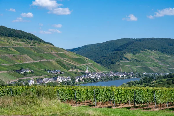 Panoramiczny Widok Pagórkowate Winnice Białymi Winogronami Riesling Dolinie Rzeki Mosel — Zdjęcie stockowe