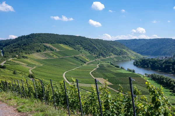 Vinhedos Montanhosos Com Uvas Riesling Brancas Maduras Vale Rio Mosel — Fotografia de Stock