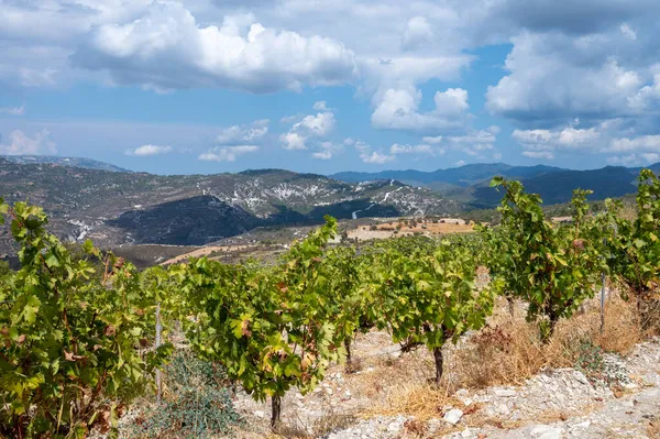 Industria Vitivinícola Isla Chipre Vista Viñedos Chipriotas Con Plantas Uva — Foto de Stock