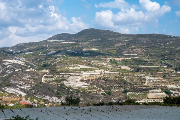 Wine making industry on Cyprus island, view on Cypriot vineyards with growing grape plants on south slopes of Troodos mountain range near Omodos village