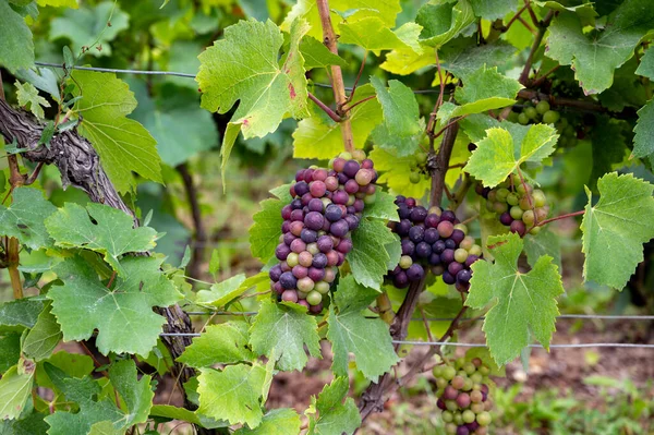 ノワールのワインブドウは フランスのワイン製造 シャンパン ヴェルゼナイ近郊のモンターニュ ランスにある有名なシャンパンハウスのグランド クルーのブドウ畑で熟成します — ストック写真