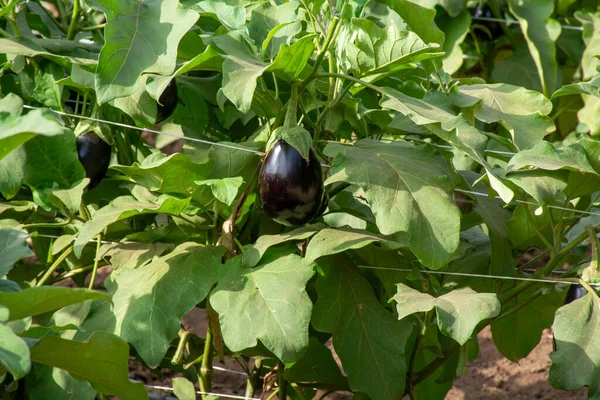 Groenten Boerderij Met Rijen Aubergines Met Rijpe Violette Vruchten Zonnige — Stockfoto