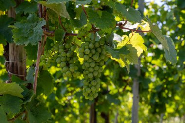 Almanya 'nın Mosel Nehri Vadisi' nde olgunlaşan beyaz üzümlü tepe üzüm bağları