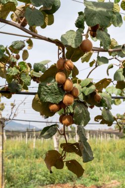 Meyve bahçesinde taze taze kivi meyveleri, güneşli bir günde kivi tarlaları.