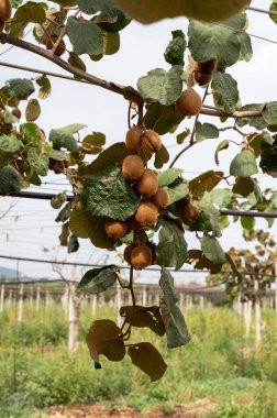 Meyve bahçesinde taze taze kivi meyveleri, güneşli bir günde kivi tarlaları.