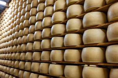 Parma, İtalya 'daki küçük peynir çiftliğinde parmegiano-reggiano parmesan peyniri pişirme süreci, peynir tekerlerinin yaşlandırılması için 5 yıla kadar fabrika olgunlaşma odası