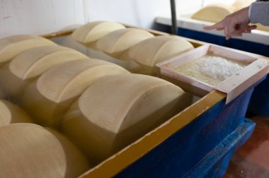 Parma, İtalya 'da küçük bir peynir çiftliğinde parmesanlı parmesan peyniri yapma süreci, 2025 gün boyunca tuz emmek için tuzlu su banyosu getiren tekerlekler.