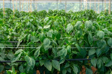 Fondi, Lazio, İtalya 'da yeşil çan biberi fidanlı sera.