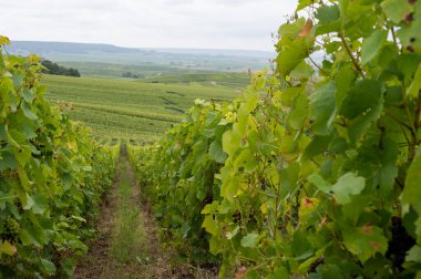 Montagne de Reims 'deki ünlü şampanyaların yeşil Pinot Noir Grand Cru üzüm bağlarının manzarası Verzenay yakınlarında şampanya, Fransa' da şarap yapımı