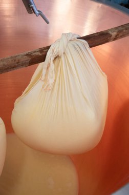 Parma, Reggio-Emilia, İtalya 'daki küçük peynir çiftliğinde parmesanlı parmesan peynirin inek sütünden yapılmış geleneksel bir işlem.
