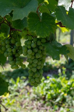 Almanya 'nın Mosel Nehri Vadisi' nde olgunlaşan beyaz üzümlü tepe üzüm bağları