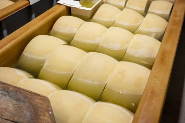 Parma, İtalya 'da küçük bir peynir çiftliğinde parmesanlı parmesan peyniri yapma süreci, 2025 gün boyunca tuz emmek için tuzlu su banyosu getiren tekerlekler.