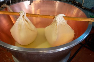 Parma, Reggio-Emilia, İtalya 'daki küçük bir peynir çiftliğinde parmesanlı parmesan peynirinin inek sütlü tekerleklerinden yapılan geleneksel bir işlem.