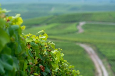 Montagne de Reims 'deki ünlü şampanyaların yeşil Pinot Noir Grand Cru üzüm bağlarının manzarası Verzenay yakınlarında şampanya, Fransa' da şarap yapımı