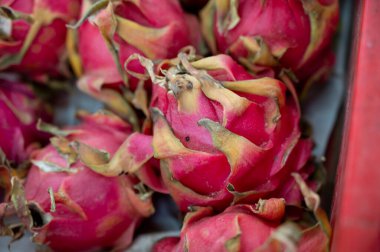 Organik tropikal meyve arka planı, Kıbrıs 'ta olgun pembe ejderha meyveleri hasadı