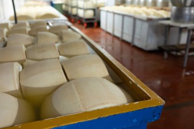 Parma, İtalya 'da küçük bir peynir çiftliğinde parmesanlı parmesan peyniri yapma süreci, 2025 gün boyunca tuz emmek için tuzlu su banyosu getiren tekerlekler.