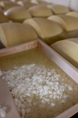 Parma, İtalya 'daki küçük peynir tarlasında parmegiano reggiano parmesan peyniri pişirme süreci tuzlama odası 2025 gün boyunca tuz emmek için tuzlu su banyosuna tekerlekler getirilmesi.
