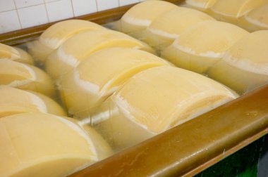 Parma, İtalya 'da küçük bir peynir çiftliğinde parmesanlı parmesan peyniri yapma süreci, 25 gün boyunca tuz emmek için tuzlu su banyosu getiren tekerlekler.