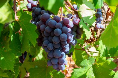Kıbrıs adasındaki şarap sanayii, Troodos dağ sırasının güney yamaçlarında bulunan ve hasat etmeye hazır olan Kıbrıs Rum üzüm bağlarında asılı duran bir yığın olgunlaşmış siyah üzüm