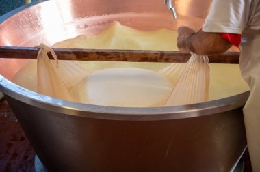Parma, Reggio-Emilia, İtalya 'daki küçük bir peynir çiftliğinde parmesanlı parmesan peynirinin inek sütlü tekerleklerinden yapılan geleneksel bir işlem.