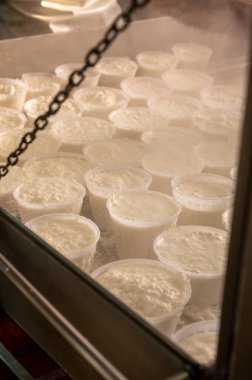 İtalya 'nın Parma kentindeki küçük peynir çiftliğinde sabahın erken saatlerinde taze, yumuşak ricotta peyniri yapma süreci.