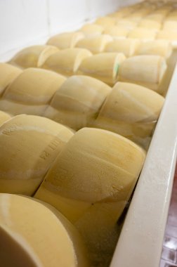 Parma, İtalya 'da küçük bir peynir çiftliğinde parmesanlı parmesan peyniri yapma süreci, 25 gün boyunca tuz emmek için tuzlu su banyosu getiren tekerlekler.