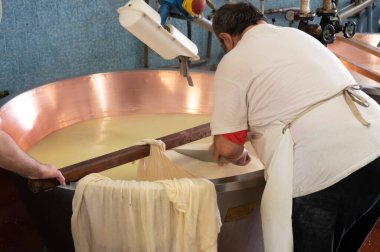 Parma, Reggio-Emilia, İtalya 'daki küçük peynir çiftliğinde parmesanlı parmesan peynirin inek sütünden yapılmış geleneksel bir işlem.