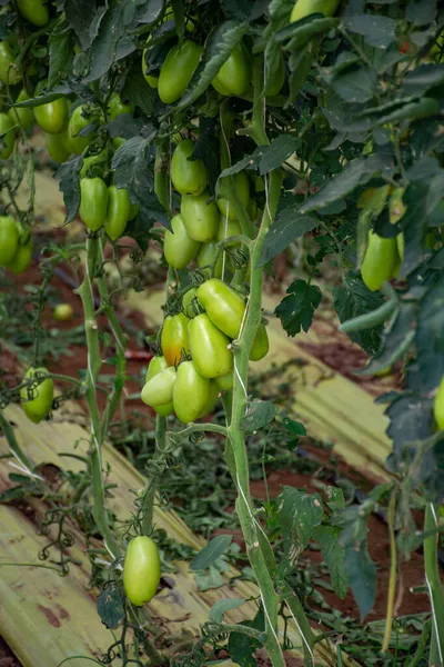 Teelt Van San Marzano Salade Saus Tomaten Kassen Lazio Landbouw — Stockfoto