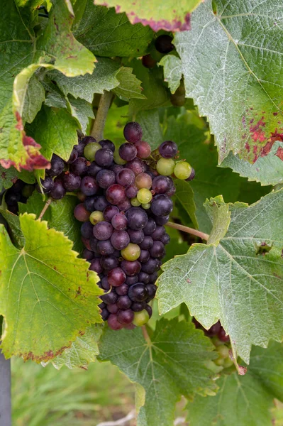 Pinot Noir Wine Grapes Ripening Grand Cru Vineyards Famous Champagne — Stock Photo, Image