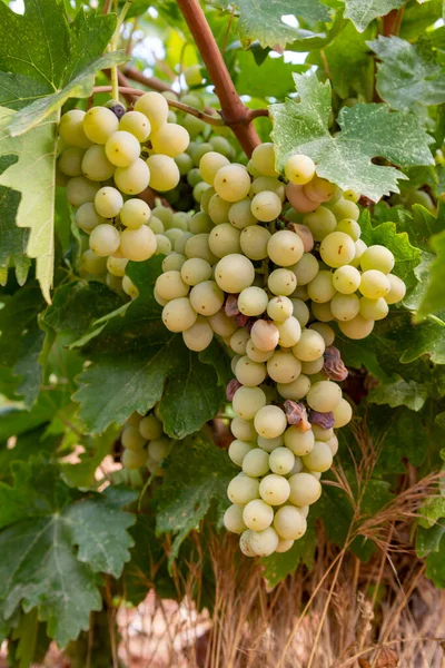 Industrie Viticole Sur Île Chypre Grappes Raisins Blancs Mûrs Suspendues — Photo