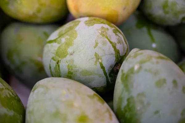 Organic Exotic Fruits Background Harvest Ripe Green Sweet Mango Fruits — Stock Photo, Image
