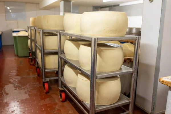 パルマ イタリアの小さなチーズ農場でパルミジャーノ レッジャーノ パルメザン ハードチーズを作るプロセス 25日間塩を吸収するために塩を吸収するために塩浴で醸造ホイール — ストック写真