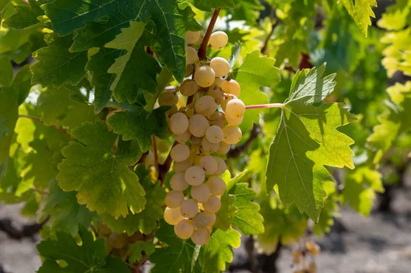 キプロス島のワイン産業 トロドス山脈の南斜面に位置するキプロス地方のブドウ畑にぶら下がっている熟した白ブドウの束 収穫する準備ができて — ストック写真