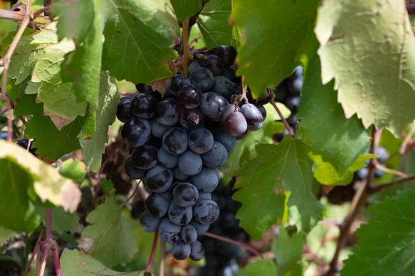 Przemysł Winiarski Wyspie Cypr Pęczki Dojrzałych Czarnych Winogron Wiszące Cypryjskich — Zdjęcie stockowe