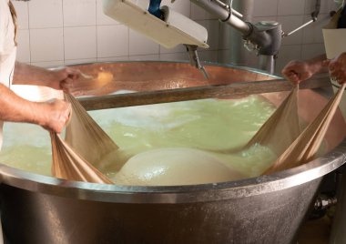 Parma, Reggio-Emilia, İtalya 'daki küçük peynir çiftliğinde parmesanlı parmesan peynirin inek sütü tekerleklerinden yapılan geleneksel işlem.