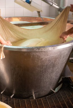 Parma, Reggio-Emilia, İtalya 'daki küçük peynir çiftliğinde parmesanlı parmesan peynirin inek sütü tekerleklerinden yapılan geleneksel işlem.