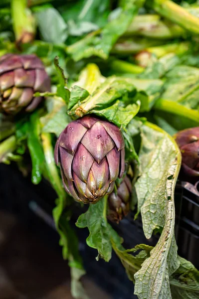 Nova Colheita Jovens Cabeças Alcachofra Romanesco Venda Mercado Cidade Florença — Fotografia de Stock