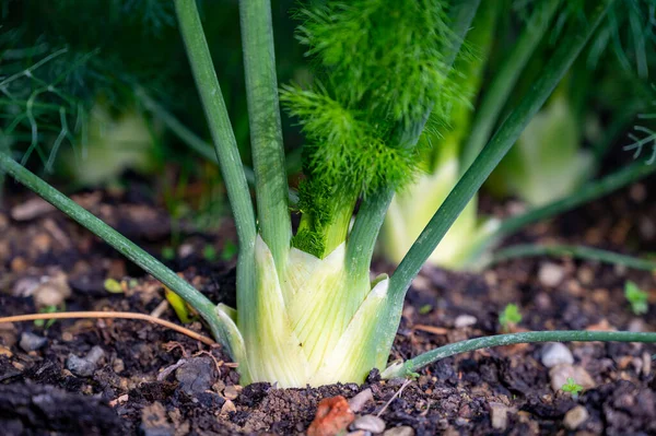 Органічні Овочі Гризун Білі Цибулини Фенхелю Ростуть Відкритому Грунті — стокове фото