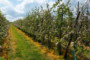 Hollanda, Zeeland 'deki meyve bahçelerinde elma ağaçlarının bahar pembe çiçekleri.