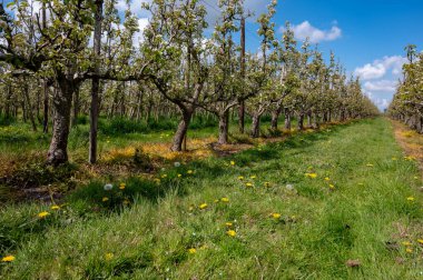 Hollanda, Zeeland 'deki meyve bahçelerinde armut ağaçlarının bahar beyaz çiçeği.