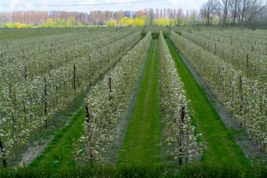 Hollanda, Zeeland 'deki meyve bahçelerinde armut ağaçlarının bahar beyaz çiçeği.