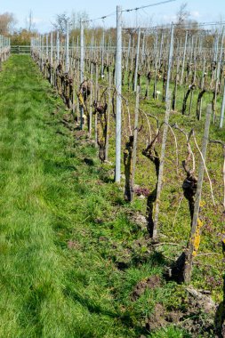 Hollanda üzüm bağlarında beyaz ve gül şarabı üretimi, İlkbaharda sıra sıra üzüm bitkileri, Zeeland, Hollanda