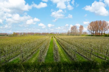 Hollanda, Zeeland 'deki meyve bahçelerinde armut ağaçlarının bahar beyaz çiçeği.