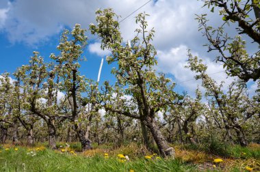 Hollanda, Zeeland 'deki meyve bahçelerinde armut ağaçlarının bahar beyaz çiçeği.