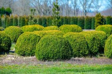 Hollanda, Kuzey Brabant 'taki ağaç yetiştirme çiftliğinde yetişen süslü ağaçlar ve Topiary Balls bitkileri.